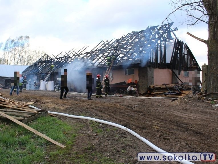 Pożar obory w Szyszkach. Straż pożarna ratowała byki