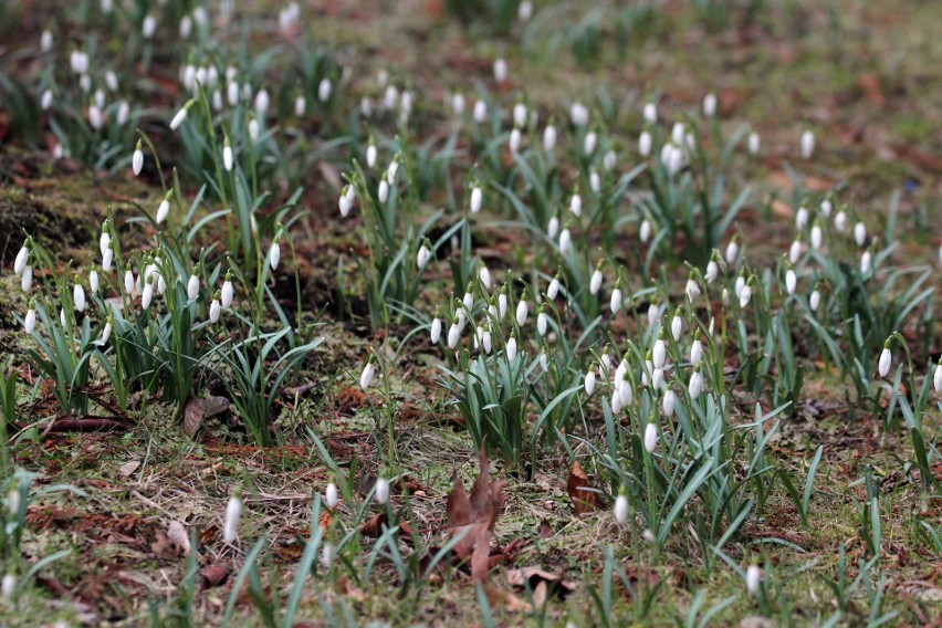 Pierwsze oznaki wiosny już w Parku Śląskim. Zakwitły...