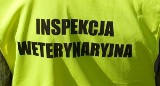 Odwołany za nieprawidłowości wiceszef weterynarii w Miastku znalazł pracę w weterynarii w Lęborku 