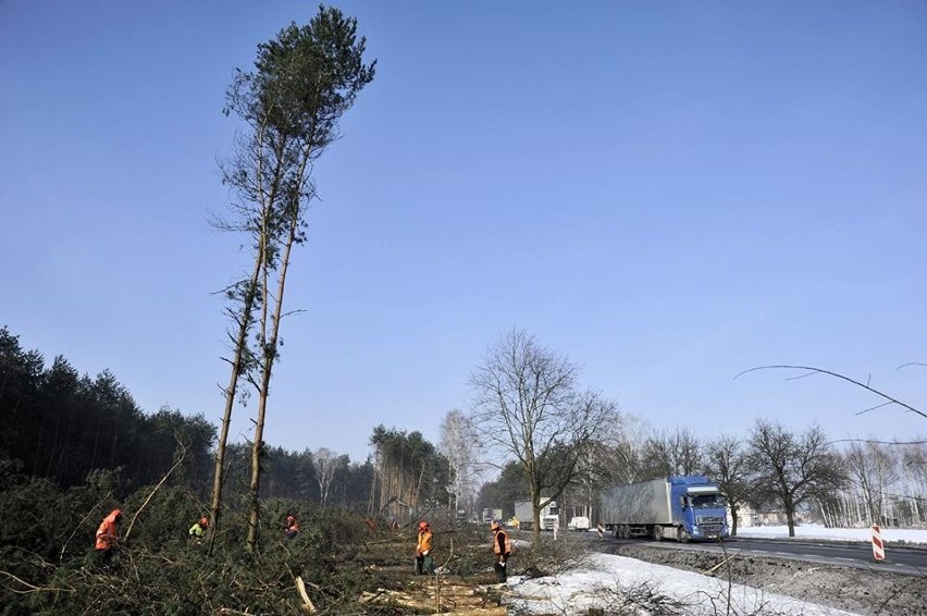 S17. Znikają drzewa aby pojawiła się droga