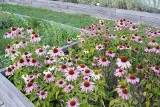 Ogród Botaniczny w Kielcach w pełni letniego kwitnienia. Zobacz, jak tu pięknie w sierpniu