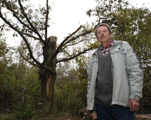 Pan Andrzej boleje nad mocno okaleczonym drzewem. - W rodzinie krąży opowieść, że mój pradziadek przejeżdżał pod nim konno, spadł i złamał sobie rękę - opowiada.