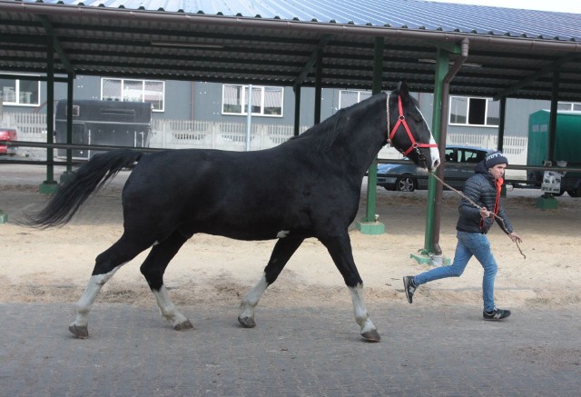 Już na ostatnich Wstępach, które były w marcu tego roku, sporą część koni wystawionych do sprzedaży stanowiły wierzchowce przeznaczone do szkół jazdy, czy do klubów jeździeckich.