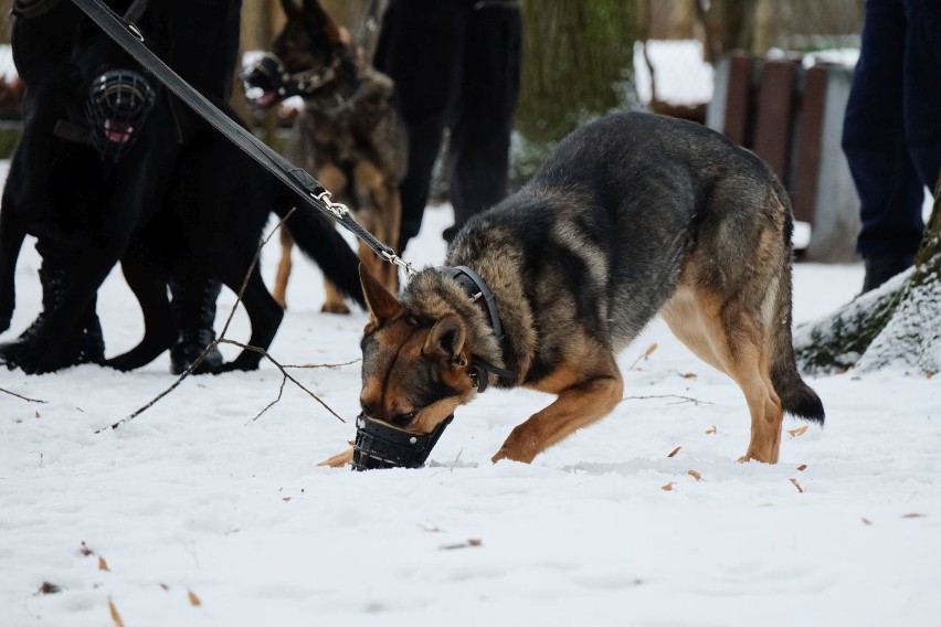 Białystok. Demon w akcji, czyli szkolenie policyjnych psów służbowych