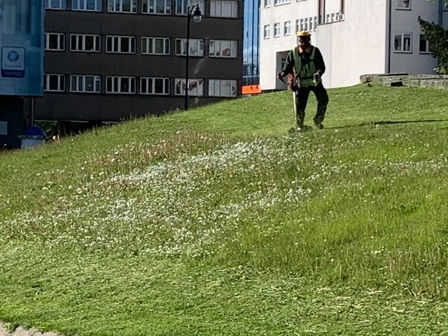 W czwartek (21 maja) koszona była trawa na skarpie obok pomnika przy Placu NZS.