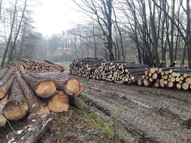 Drzewa w lasach bukowych w okolicy Kleszczowa są wycinane od kilku lat. Ludzie podnieśli bunt