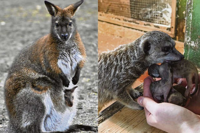 Toruńskie kangury długo nie miały młodych, teraz z matczynej torby wystaje głowa kangurzątka. Również mama surykatka troskliwie dba o swoje czworaczki