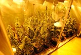 Domowa uprawa marihuany w Pabianicach. Policja zabezpieczyła 40 krzaków konopi indyjskich
