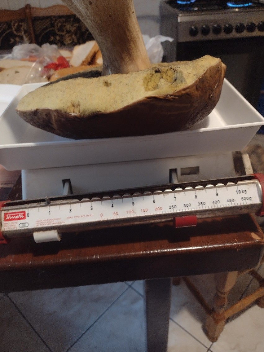 Borowik pani Anny ważył 1.35 kg