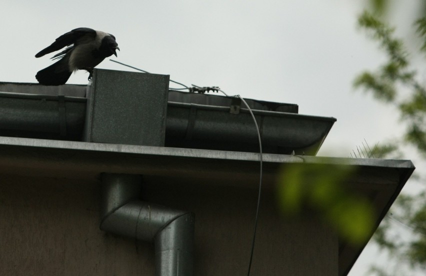 05.05.2014 wroclaw wrony wrona atakuja dzieci z przedszkola...