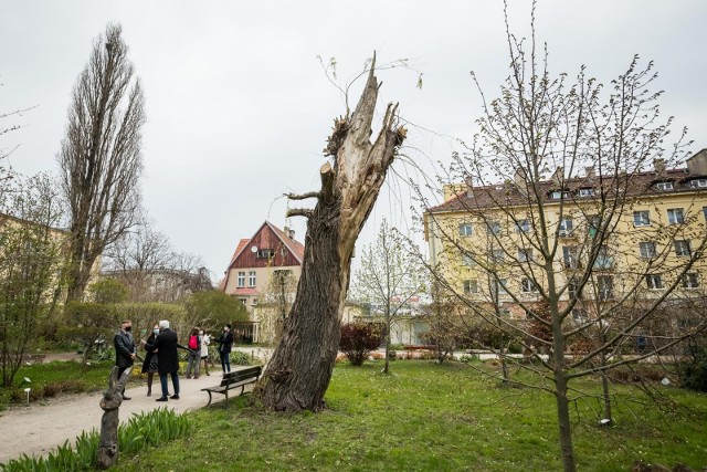 Ogród botaniczny UKW otworzy się dla bydgoszczan 8 maja.