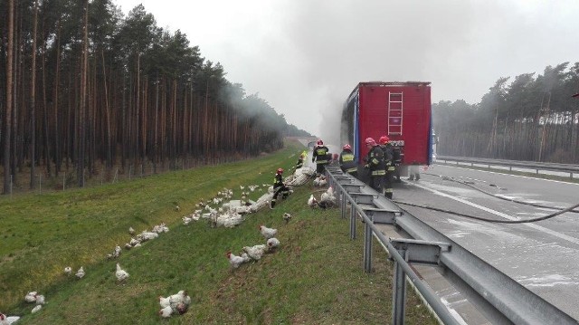 We, wtorek 12 kwietnia rano na autostradzie A2 na wysokości Koryt w powiecie sulęcińskim zapaliła się ciężarówka przewożąca indyki oraz kury.Do pożaru doszło na pasie ruchu w kierunku Poznania. Droga była przez jakiś czas zablokowana, a policja wyznaczyła objazd przez Torzym.Ogień gasiły trzy jednostki straży pożarnej. Nikomu nic się nie stało. Tragiczny los spotkał, niestety, część zwierząt. Indyki i kury paliły się żywcem. Wiele zwierząt zostało przez ogień okaleczonych. Drób rozbiegł się wzdłuż autostrady A2. Kierowca, prawdopodobnie kiedy zobaczył wydobywający się z naczepy ogień, odpiął ją i ciągnikiem siodłowym odjechał na kilkanaście metrów. Przeczytaj też: WYPADEK CIĘŻARÓWKI ZE ZWIERZĘTAMI NA S3 POD ZIELONĄ GÓRĄ