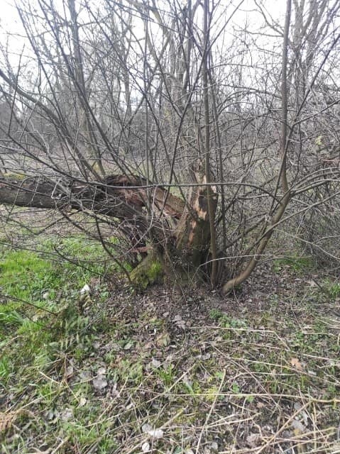 Wichury zniszczyły drzewa również w Krakowie. Szczególnie ucierpiał jeden park