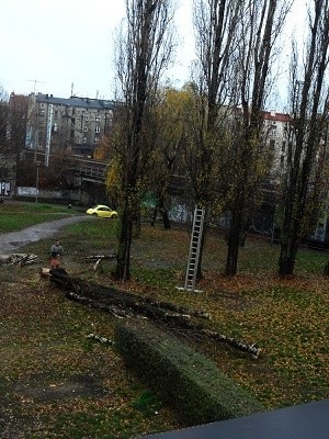 Wycinka drzew w rejonie ul. Granicznej w Katowicach