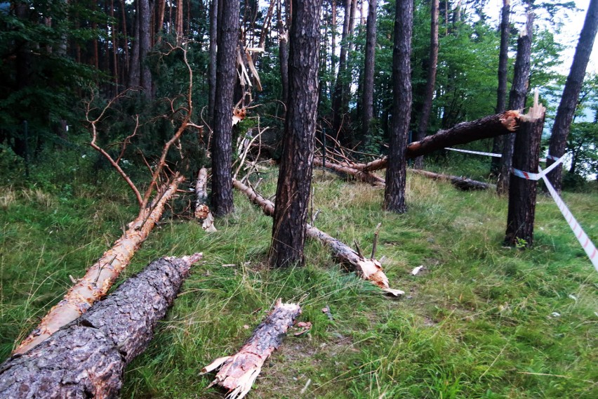 Piwniczna. 40 sekund horroru. Dobę po katakliźmie zniszczony las przeraża [ZDJĘCIA]