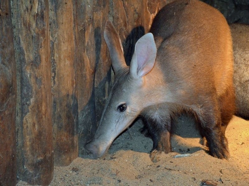 Nowe zwierzęta we wrocławskim zoo. Mrównikowi jest za zimno, trzeba dogrzewać (ZDJĘCIA)