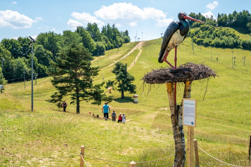 Nowa atrakcja w Pieninach! Palenicę opanowały wielkie owady i nie tylko... [ZDJĘCIA]