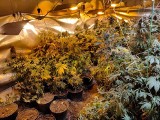 Policja zlikwidowała kolejną plantację marihuany. Tym razem w gminie Otmuchów