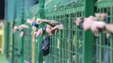 Wycieczki edukacyjne do Auschwitz zamiast zakazów stadionowych. Nowy sposób Chelsea na walkę z antysemityzmem