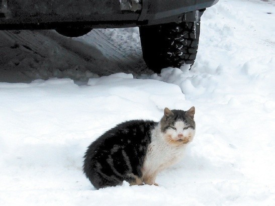 Wolnożyjące koty przeżyją zimę jeśli zbudujemy im ocieplone budki lub udostępnimy wejście do naszej piwnicy.