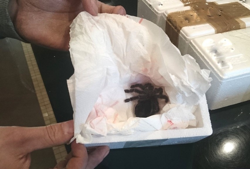 Ełk. Prawie 200 żywych pająków w przesyłce kurierskiej (zdjęcia)