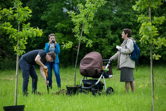 Drzewa - sadzić małe czy duże? Na zdjęciu Park Krakowian