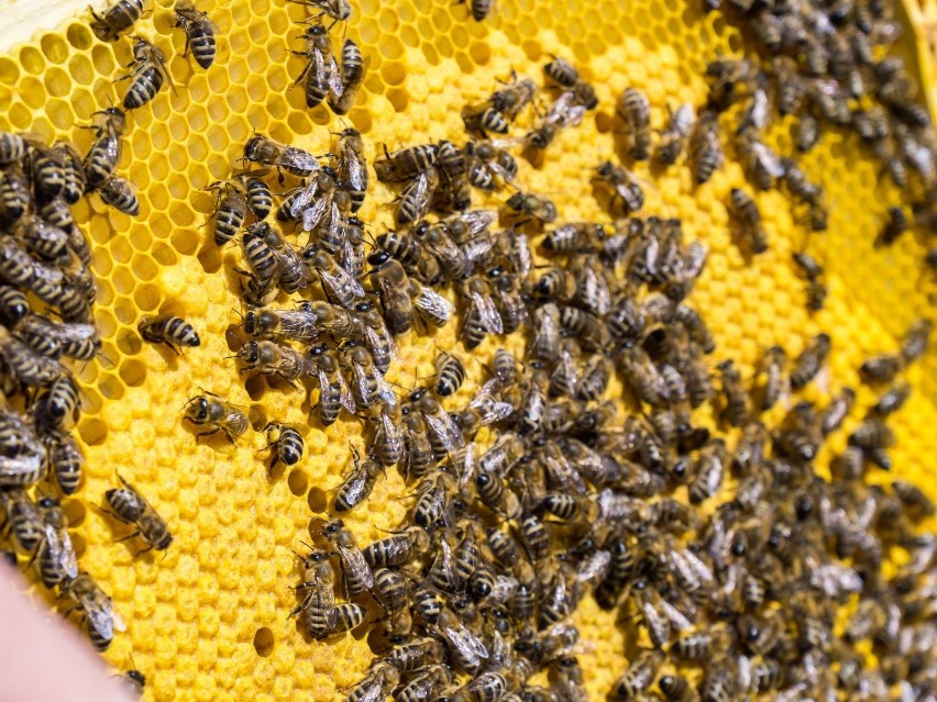 Bank Pszczeli odbuduje pasiekę pszczelarza, którego ule...