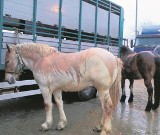 Skaryszew: burmistrz chce święta koni, a nie ich rzezi