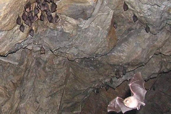 Nietoperze w sztolni kopalni marmurów w Sławniowicach.