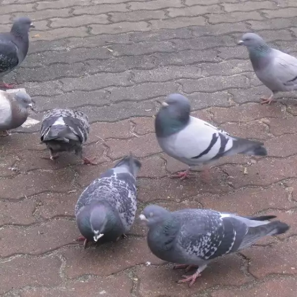 Gołębie przesiadują na wielu sokólskich blokach. Swoje gniazda zakładają w kanałach wentylacyjnych. Dla mieszkańców to nie są miłe ptaki, tylko natrętne szkodniki.