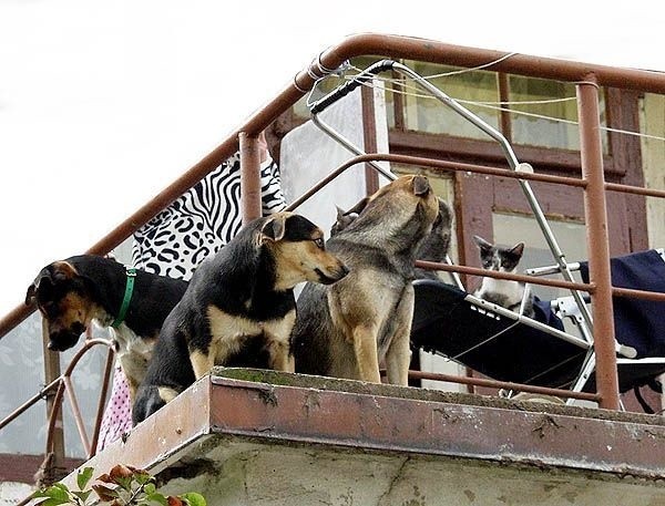 Tarnobrzeżanka trzyma w wielorodzinnym domu socjalnym sforę psów