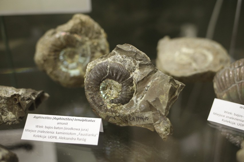 Zęby oraz inne paleontologiczne skarby ziemi opolskiej można...