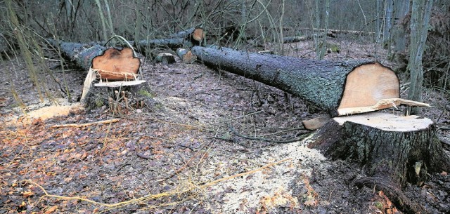 Puszcza Białowieska