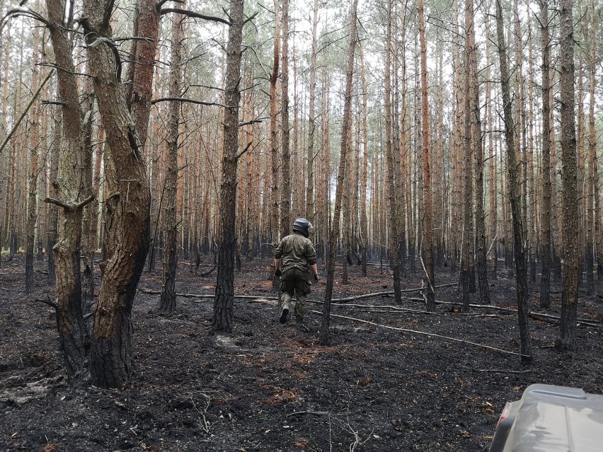 Terytorialsi ochronili lasy w gminie Odrzywół przed podpalaczami