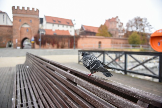 Od soboty (07.11) weszły w życie najnowsze obostrzenia związane z pandemią koronawirusa. Dotyczą one wielu dziedzin życia społecznego. Zamknięte zostały m.in. teatry, kina, muzea, galerie czy domy kultury.Zobacz także: Abonament RTV - tak ściągają długi. Mogą zająć twoją pensję lub emeryturę!