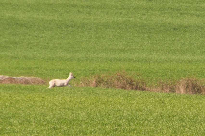 Biała sarna w okolicach Murowanej Gośliny. To prawdziwa...