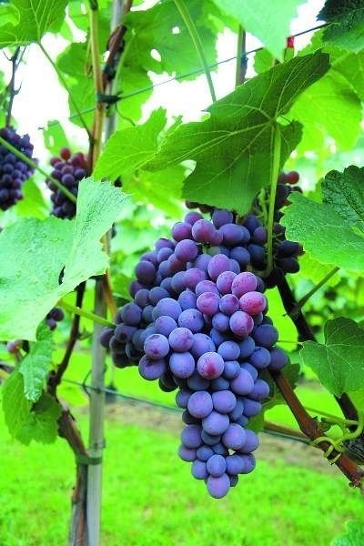 Najważniejszym zabiegiem jest cięcie. W ciągu sezonu wegetacyjnego winorośle wymagają czterech, pięciu zabiegów. Nie przycinana winorośl wyradza się i przestaje owocować.