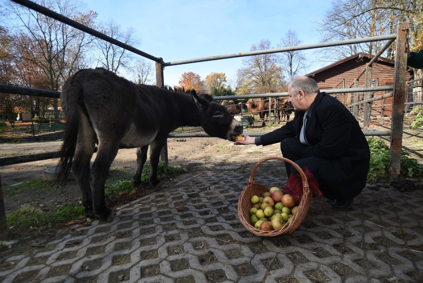 Osioł USiołek z chorzowskiego zoo obchodzi 14. urodziny