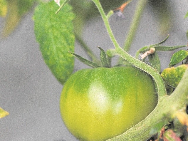 Pomidor na balkonie? Dlaczego nie? Też dojrzeje