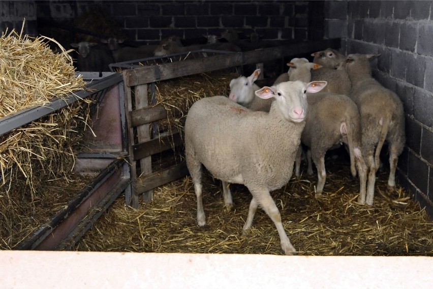 Wrocław: Owce pomogą leczyć raka. Badania naukowców z Uniwersytetu Przyrodniczego