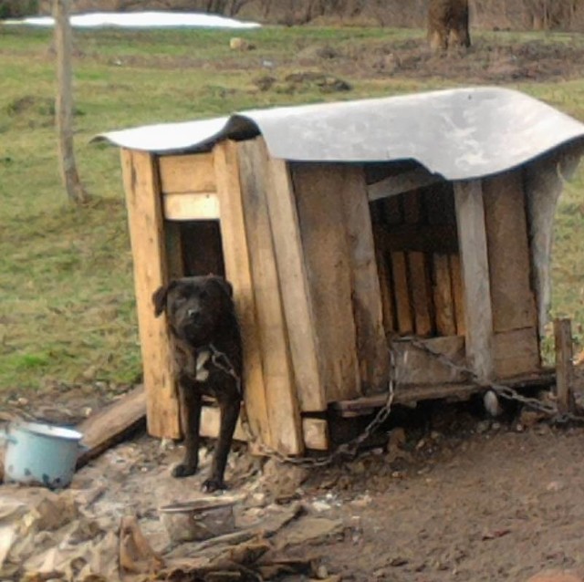 Tak - na widoku wielu mieszkańców - żył jeden z kłodawskich psów. Trafi teraz pod opiekę TOZ-u