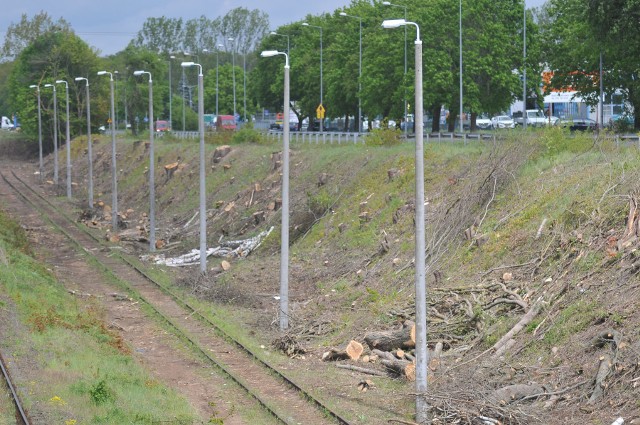 Setki drzew wycięto wzdłuż linii kolejowej Kostrzyn - Barnówko.