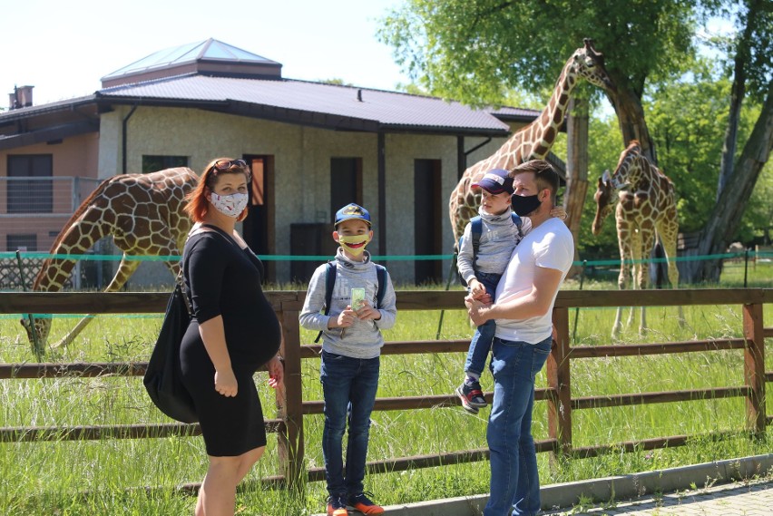 Zwierzęta śląskiego zoo czekają na zwiedzających. Zobacz...