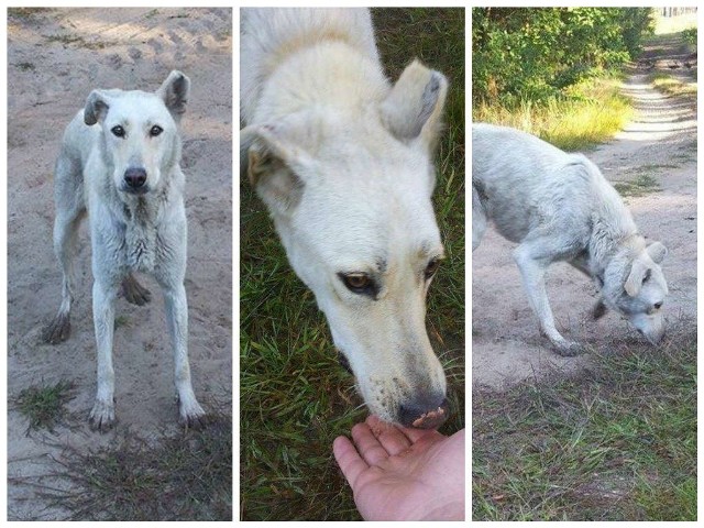 Ktoś zostawił tego psa w worku w środku lasu niedaleko wsi Bobrowniki koło Otynia.