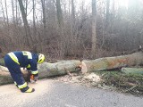 Powiat ostrołęcki. Mocno wiało. Strażacy usuwali drzewa powalone na drogi. 2.02.2020 [ZDJĘCIA]