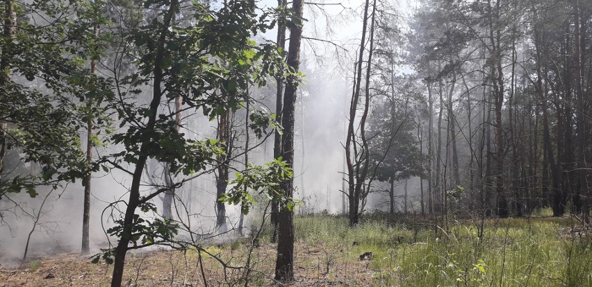 Ogień zajął wiele hektarów lasów w powiecie przysuskim