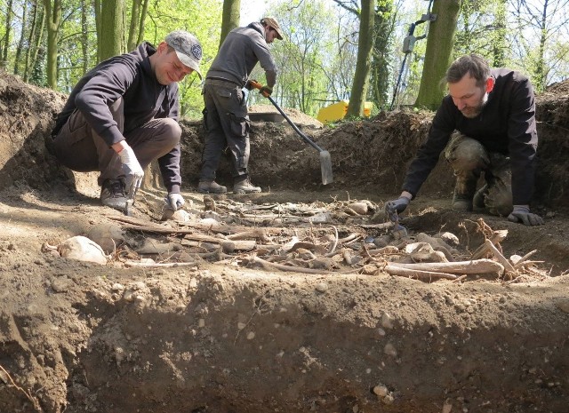 Prace na cmentarzu w Koźlu. Podczas zaledwie jednego dnia udało się odnaleźć szczątki aż 120 żołnierzy.