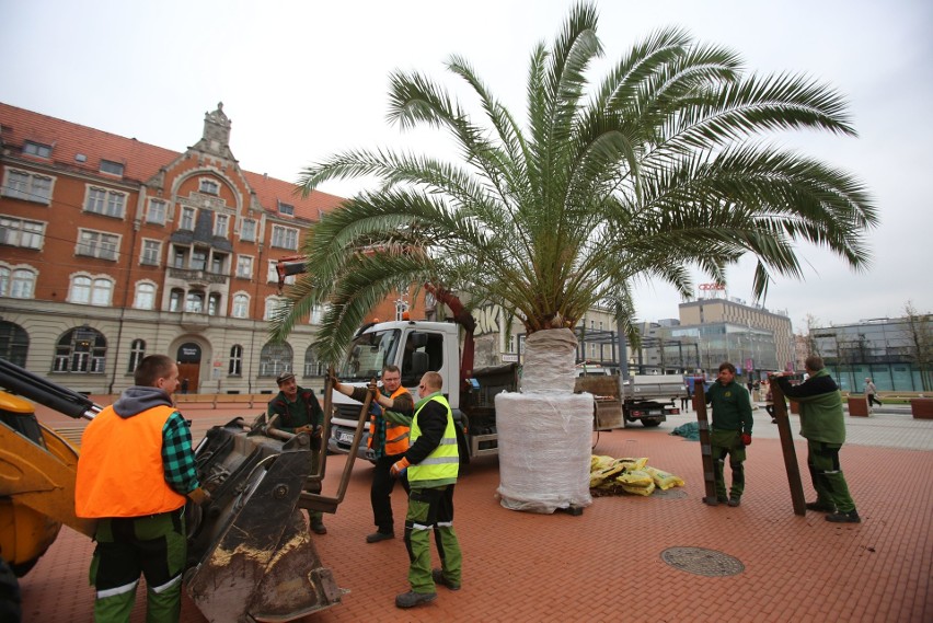 Palmy wróciły na rynek w Katowicach