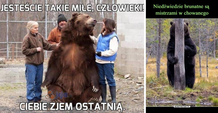 Humorystyczne obrazki z niedźwiedziami idealnie wpisują się...