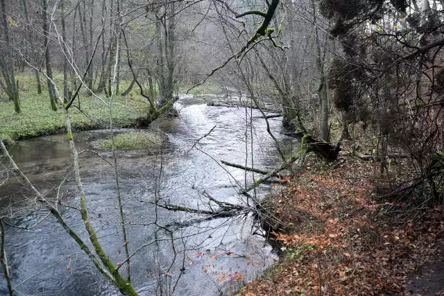 Odpoczywacie po weekendzie? Jeśli tak, to dobrze. Nabierajcie sił na kolejny. Dla aktywnych mamy propozycję. Szlak pieszy Jar Raduni (część szlaku niebieskiego PTTK). Powalone drzewa jako przeszkody, strome ścieżki, spore przewyższenia oraz cały czas meandrująca rzeka, przy której znajduje się szlak. Wędrowaliśmy w listopadzie br. 